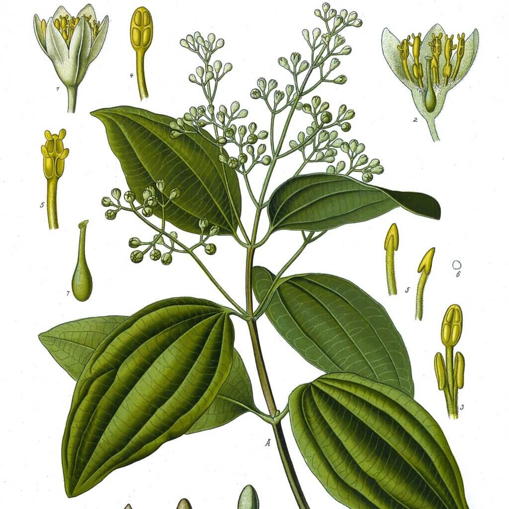 CINNAMON CAPSULES - Image 5